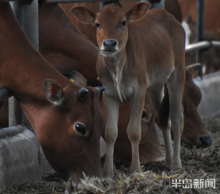 24|24载山海同行 安顺大地镌刻青岛印记