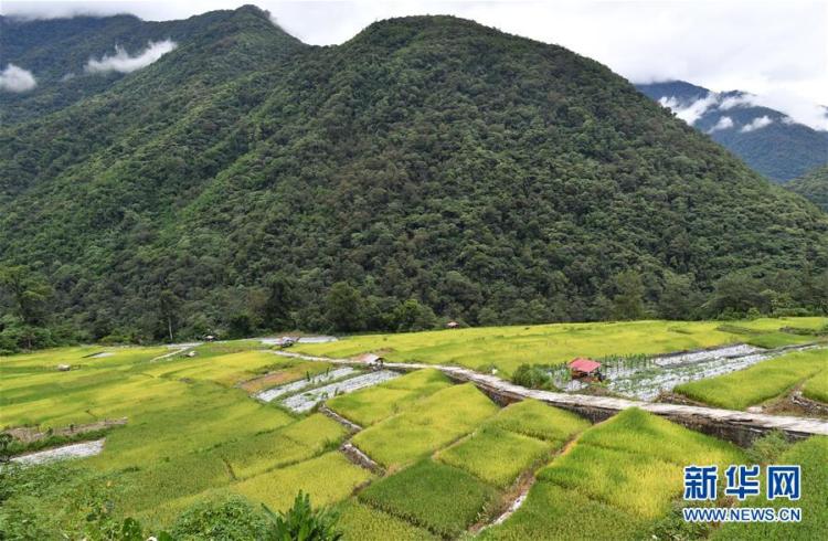 西藏林芝市墨脱县位于西藏东南部,平均海拔1200米.