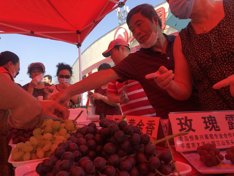 金手指|金手指、玫瑰香、玫瑰露、阳光美女……平度大泽山葡萄来到家门口啦