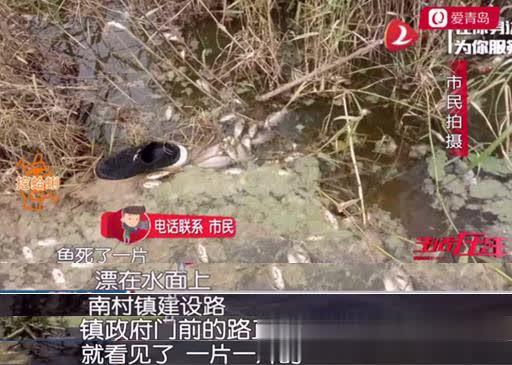 死鱼|平度大沽河岸边遍布死鱼散发恶臭 水质出问题了？