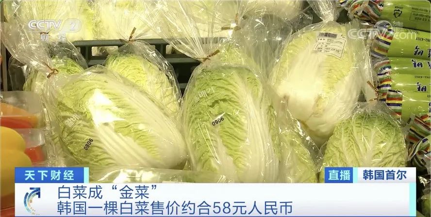 白菜|白菜价格暴涨58元一棵 韩国泡菜严重紧缺怎么回事？