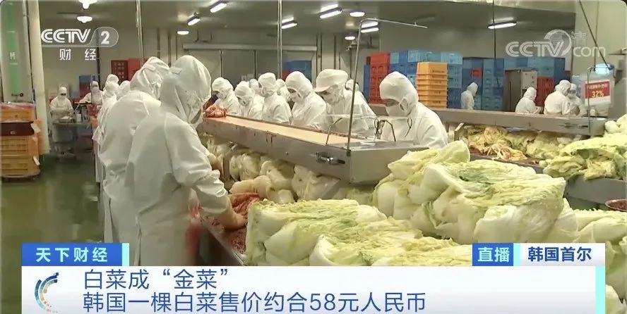 白菜|白菜价格暴涨58元一棵 韩国泡菜严重紧缺怎么回事？