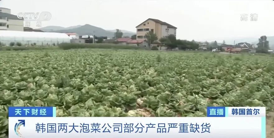 白菜|白菜价格暴涨58元一棵 韩国泡菜严重紧缺怎么回事？