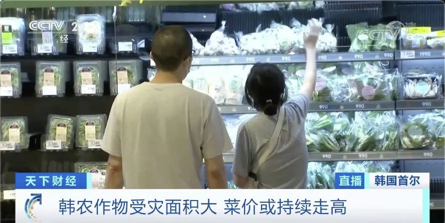 白菜|白菜价格暴涨58元一棵 韩国泡菜严重紧缺怎么回事？