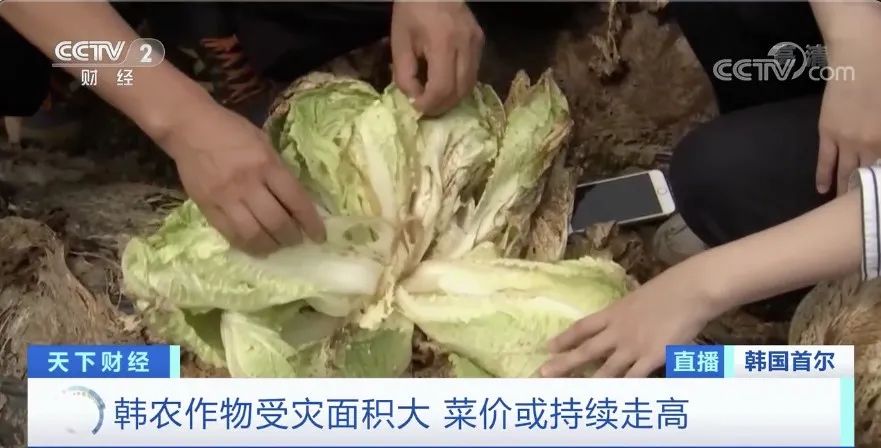 白菜|白菜价格暴涨58元一棵 韩国泡菜严重紧缺怎么回事？