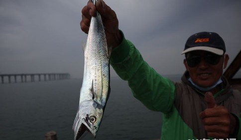 青岛胶州湾：钓鱼爱好者尽享假日渔趣