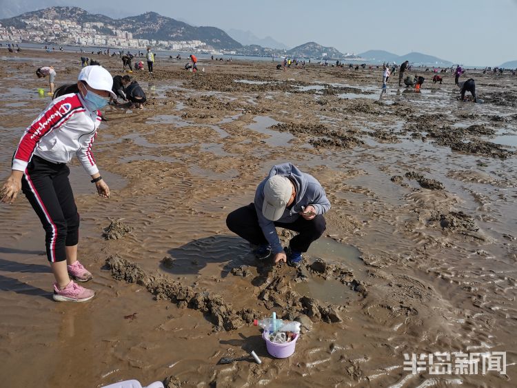 沙子口海滩赶海挖蛏子一挖一小篓