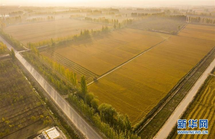 画卷|天山南北丰收画卷