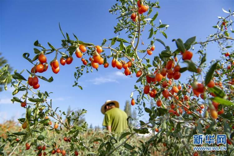 画卷|天山南北丰收画卷