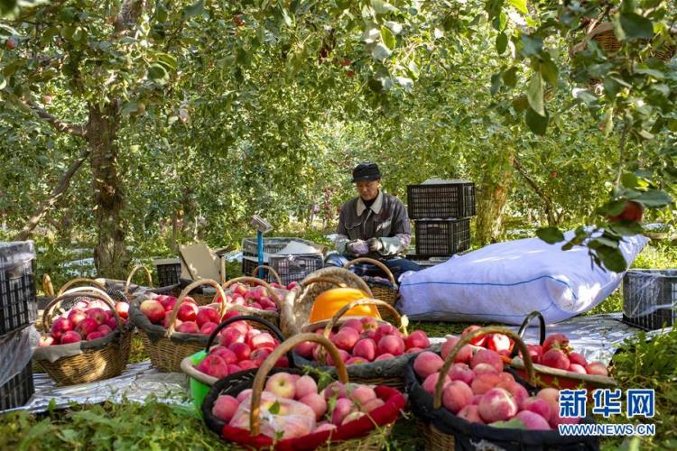 画卷|天山南北丰收画卷