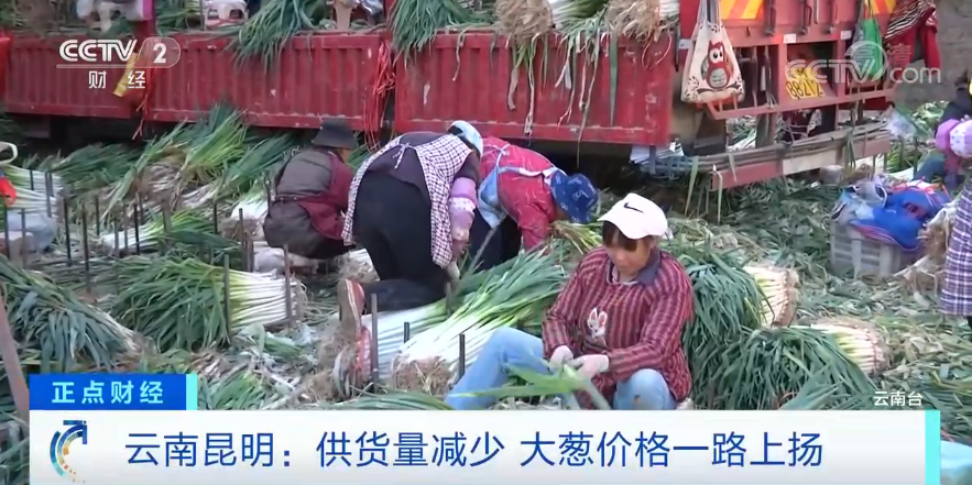 哪般|云南昆明：短短几天大葱价格涨两倍 或和气候与市场因素有关