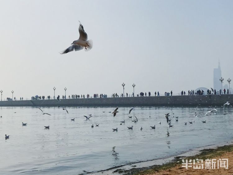 青岛栈桥海边鸥舞海天间享受海边冬日