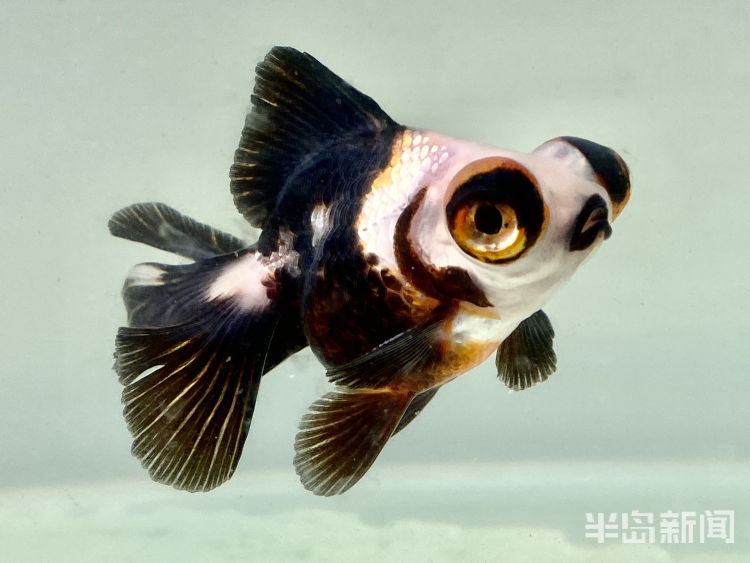 鱼儿的视频大全集 6014cfd42748db182a711fef.jpeg