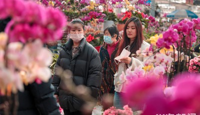崂山区枯桃花卉市场：市民买鲜花迎新春