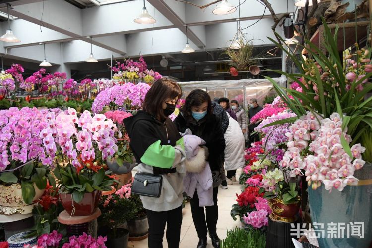 青岛南山花卉市场鲜花盆栽红火火