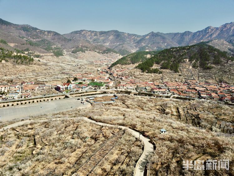 城阳夏庄街道山色峪社区花开遍野满枝头