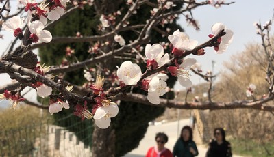 崂山北宅：春风轻拂杏花开