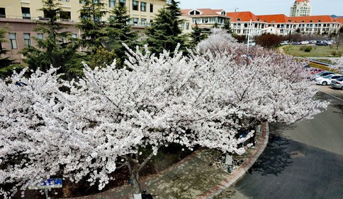 海大崂山校区樱花绽放 成为校园一景