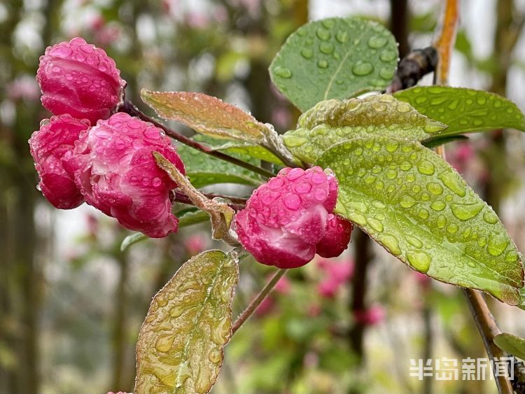 青岛楼山公园里一树繁花带雨