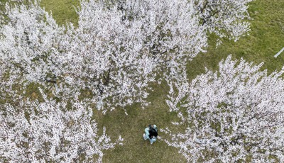 青岛科技大学崂山校区：春色满园