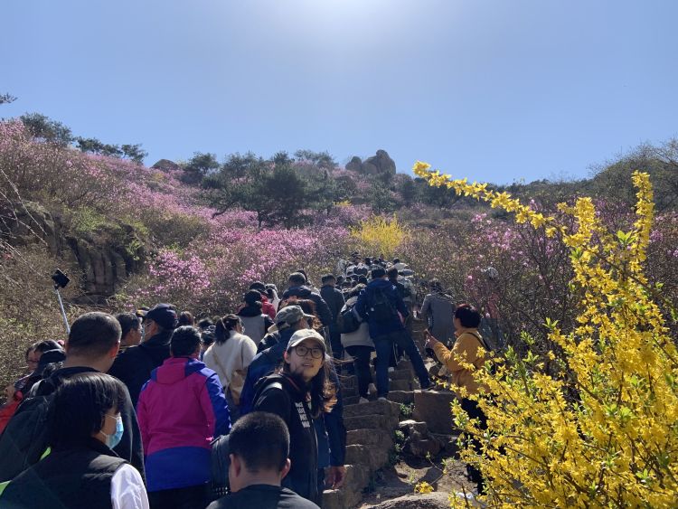 青岛大珠山景区里看花海 也看人海