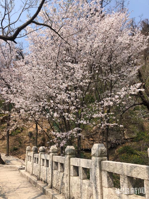 据悉,巨峰作为山樱花的示范培育基地,景区步行登山路的第三个小桥附近