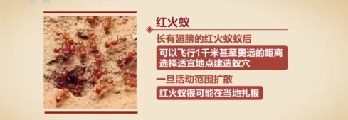 红火蚁危险竟还有人当宠物售卖