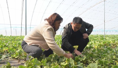 马连庄甜瓜种植面积达3万多亩！莱西发展高效生态农业，打造乡村振兴产业引擎