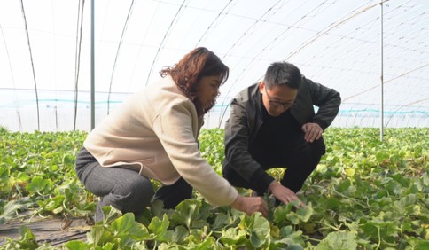 马连庄甜瓜种植面积达3万多亩！莱西发展高效生态农业，打造乡村振兴产业引擎