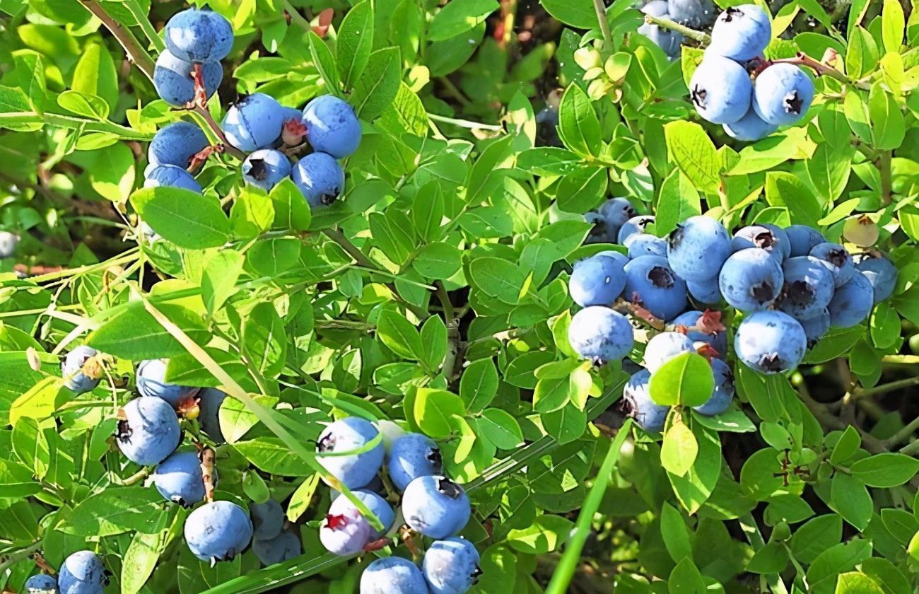 青岛西海岸新区:宝山蓝莓采摘渐入佳境