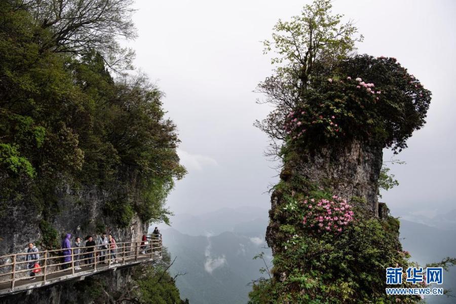 初夏时节,位于陕西省汉中市南郑区的龙头山景区成片的高山杜鹃竞相