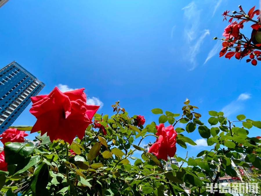 雨过天晴再现青岛蓝