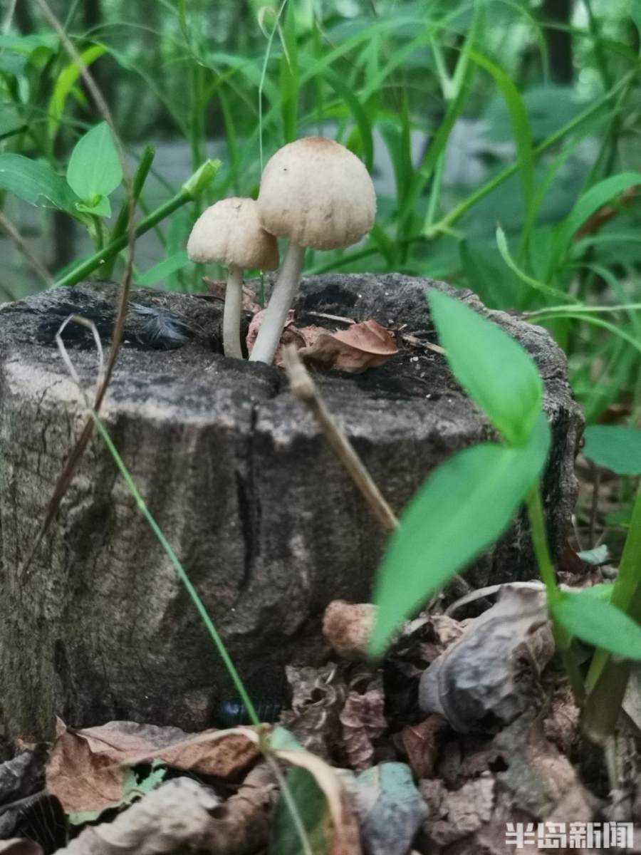 红伞伞白杆杆毒蘑菇你别馋馋青岛地区常见的毒蘑菇有这些