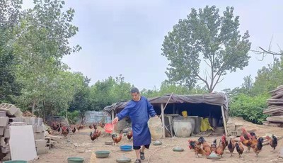 鸡倌埋头苦干华丽转身“庭院经济”唱响乡村振兴致富新乐章