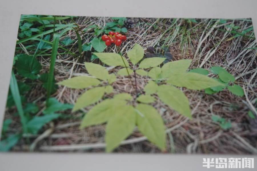 长白山人参扎根崂山!从采药人到种药人 青山农民15年引种让传说变现实