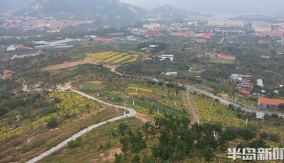 崂山开出“网红菊花” 可品茶能蒸炸包饺子也给力