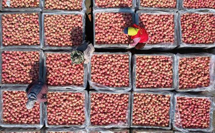 苹果红了！沂南县果品年综合产值近7亿元
