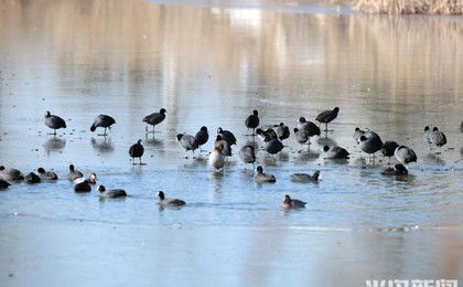 唐岛湾湿地公园：水鸟乐园