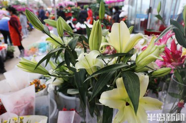 青岛枯桃花卉市场：春节将至鲜花俏