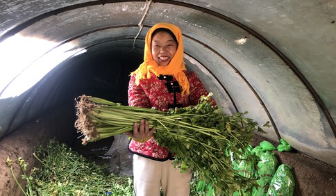 新春走基层丨窖存芹菜年前全部卖完 即墨金口菜农走上致富路