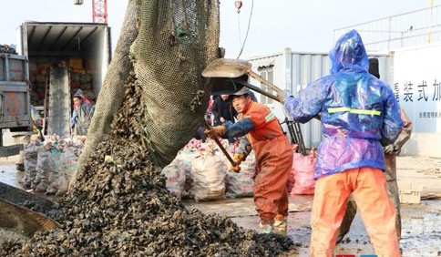 好品山东丨新鲜肥美！全国最大海虹养殖基地产品上市，日产30万斤