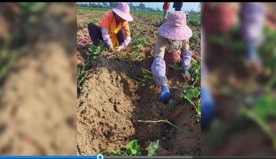 好品山东丨“搞”起产业链，种出“好光景”：樱桃番茄网红甜瓜口碑佳销量好