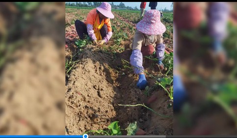 好品山东丨“搞”起产业链，种出“好光景”：樱桃番茄网红甜瓜口碑佳销量好