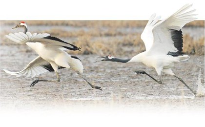 以生态办法治理生态 90种珍稀鸟类翱翔黄河三角洲