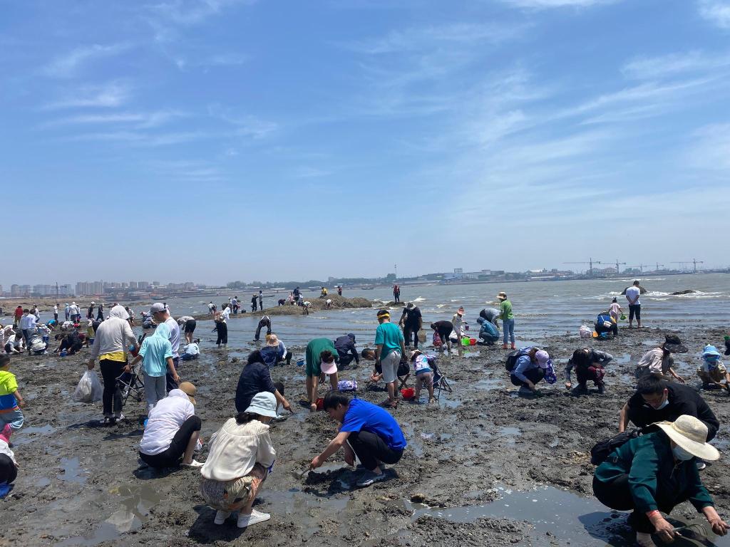 青岛新房资讯第十七届青岛城阳红岛蛤蜊节在青岛胶州湾国家级海洋公园