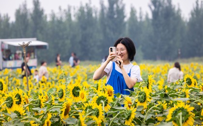 山东好景丨黄河岸边遇见向日葵美妙花海