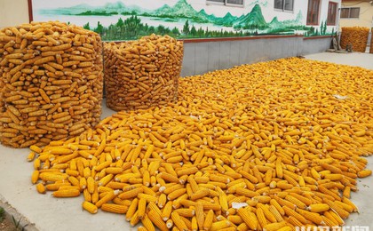平度：玉米丰收遍地“金”， 家家户户晒粮忙