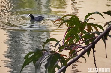 秋日明媚，水鳥(niǎo)悠游