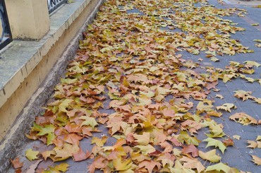 秋天的黄叶落在了冬天