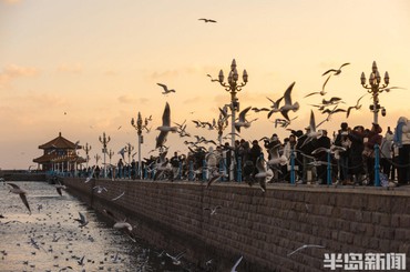 波光粼粼，鸥影翩翩！冬日，青岛栈桥呈现金...